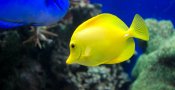Aquarium